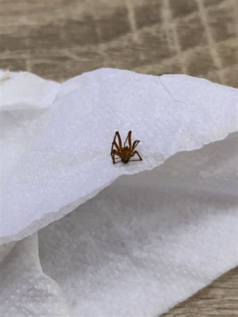 家裡出現小蜘蛛代表什麼
